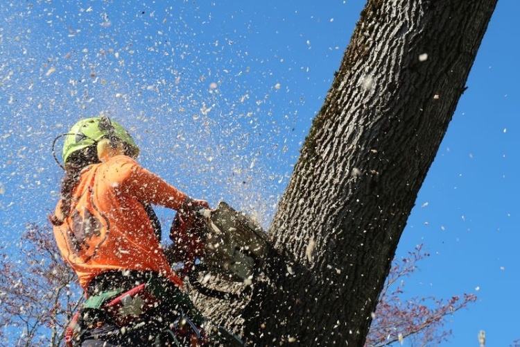 STC arborist in safety helmet and high-visibility gear using a chainsaw to cut a large tree trunk with wood chips flying.