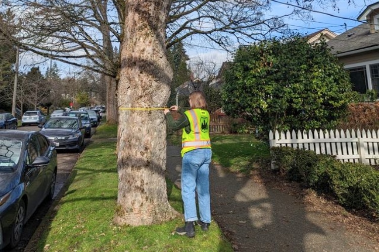 Seattle Tree Care arborist in safety vest measuring tree trunk diameter with a tape measure in a Seattle residential neighborhood.