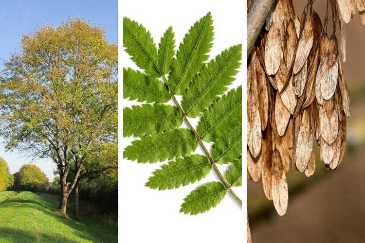 Three images depicting a mature ash tree, an ash tree leaf showing seven leaflets on a woody stem, and a large bunch of brown canoe-shaped samaras hanging from an ash tree.