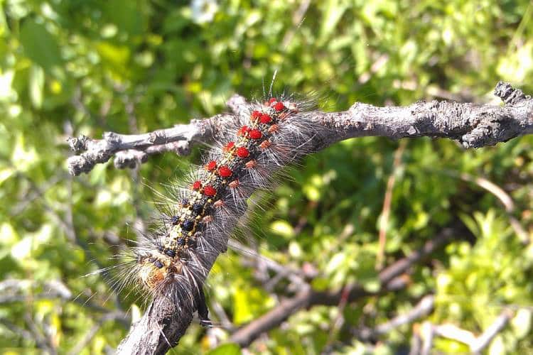 Previously referred to as the gypsy moth, this hairy, blue and rust spotted spongy moth caterpillar crawls down a tig with green foliage behind it on a sunny day. It’s one of several Seattle trees pests of concern.