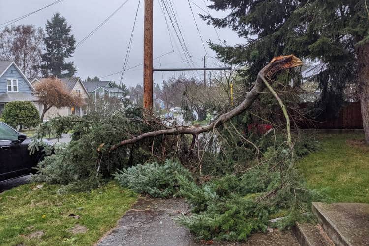 A large, broken conifer branch with thick clusters of green needles lays across a neighborhood sidewalk in front of utility pole and power lines with a gray sky over houses in the background.