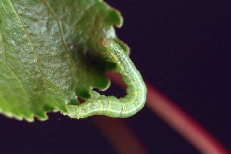 A green winter moth caterpillar arches its body as it feeds on a green leaf. Winter moths are an invasive pest. 