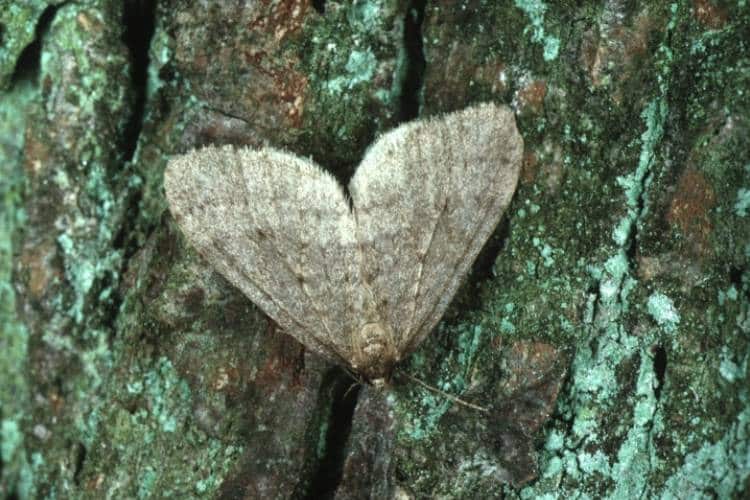 A single grey male winter moth sits on a green, lichen-covered tree trunk.