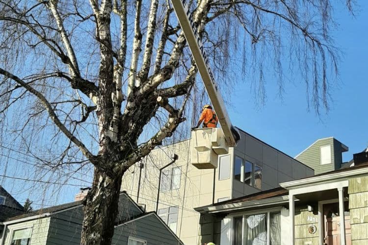 Certified STC arborist using a chainsaw to properly prune a large branch back to the trunk.