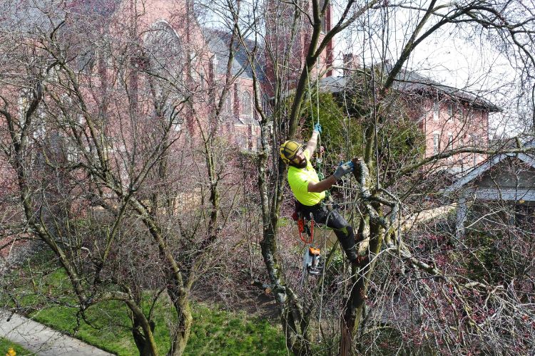 Arborist using a pruning saw to selectively prune branches in an otherwise healthy tree.
