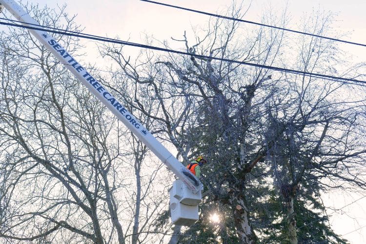 Seattle Tree Care using a bucket truck to elevate a team member to prune trees in winter.