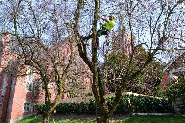 A climber from Seattle Tree Care selectively pruning a large, dormant tree next to a commercial building near Seattle, WA.