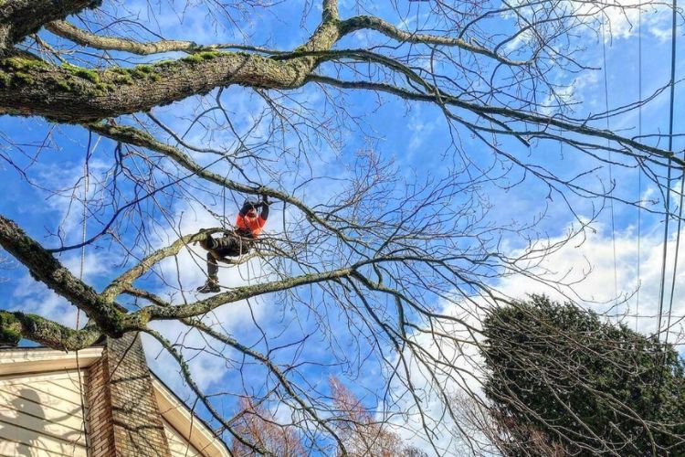 Arborist from Seattle Tree Care climbing and pruning a dormant tree next to a home in Seattle, WA.