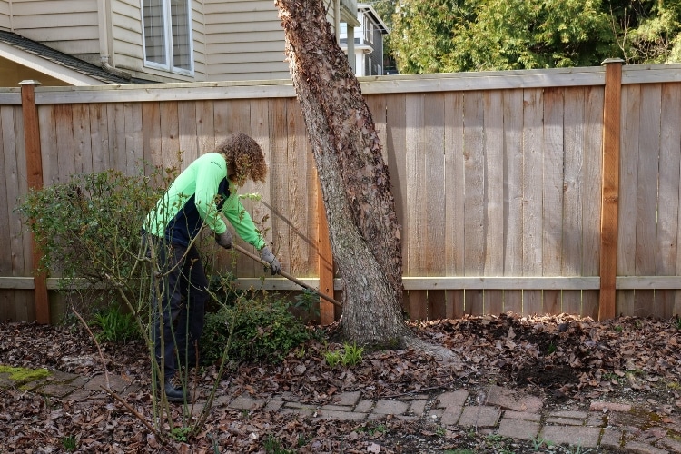 Plant healthcare specialists from Seattle Tree Care helping a homeowner maintain living soil under their tree.