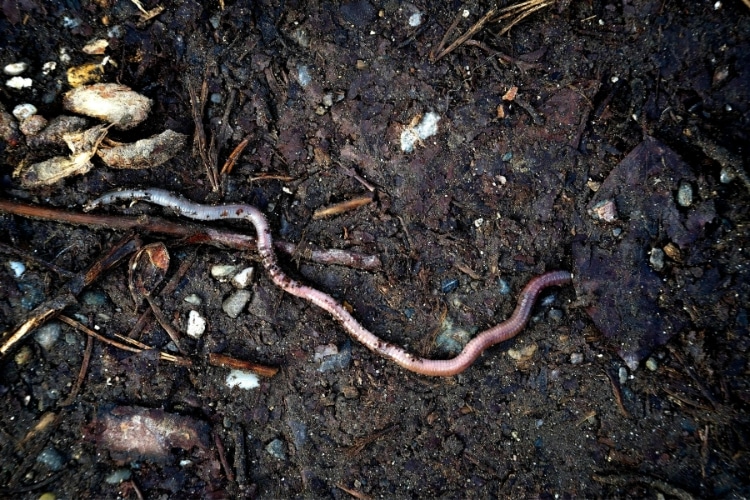 Closeup of healthy, living soil full of earthworms at a residential property near Seattle, Washington.