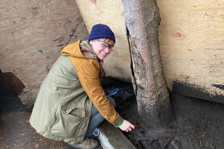 A plant healthcare specialist from Seattle Tree Care fertilizing the soil beneath a street tree.