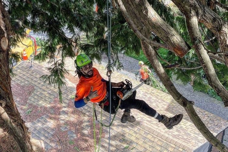 The team of arborists from Seattle Tree Care pruning large residential trees in King County, WA.