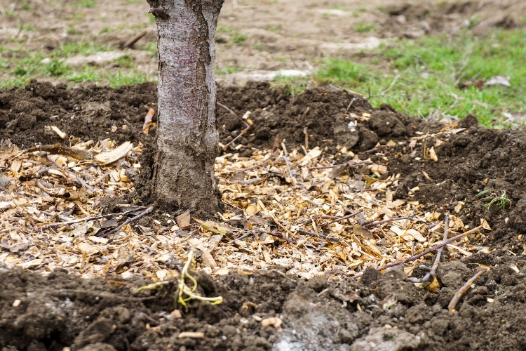 A layer of organic wood mulch around the base of a tree in Bellevue, WA to protect it from summer heat and drought.