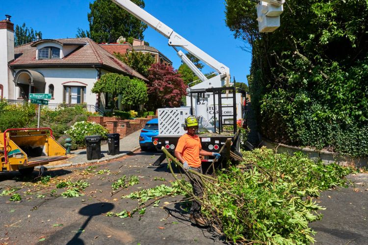 Seattle Tree Care cleans up after tree care services.