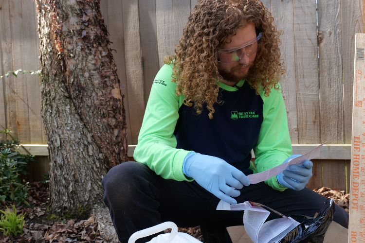 Seattle Tree Care reads instructions for fertilizer for spring trees.