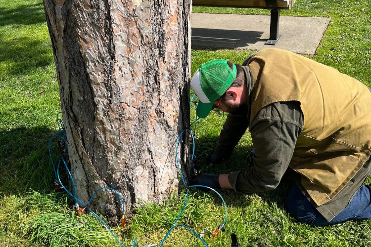 Seattle Tree care uses an injection to treat for pine beetles.