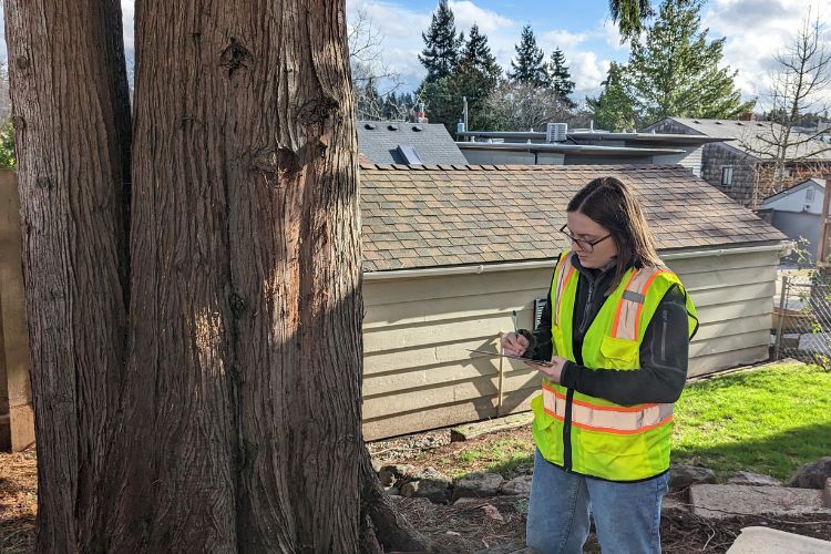 A Seattle Tree Care arborist inspects a tree.