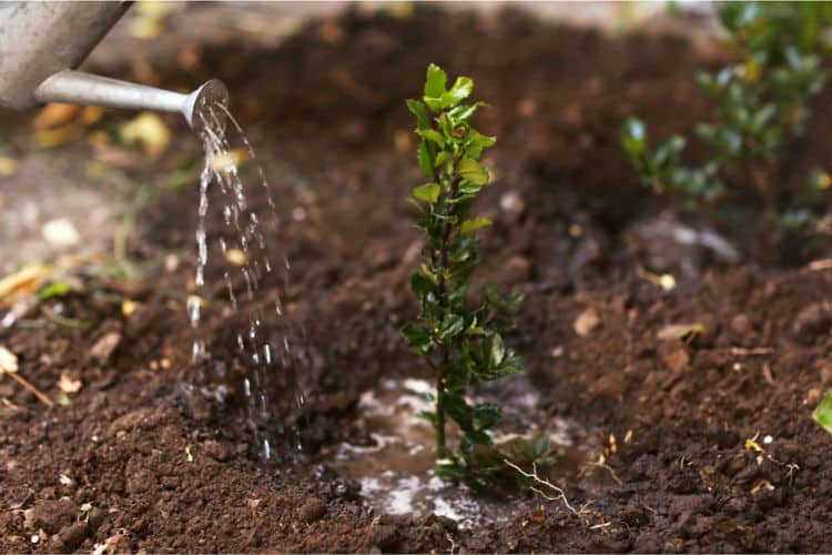 Watering a new tree after planting in a yard in Seattle, Washington.