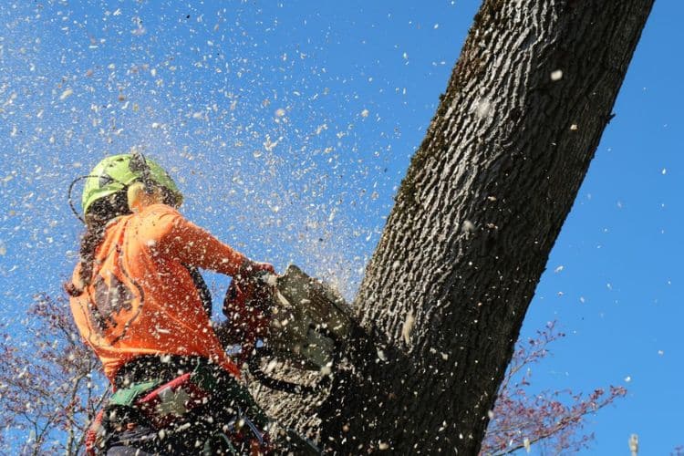 Seattle Tree Care removing a leaning tree before it falls over, in Bellevue, WA.