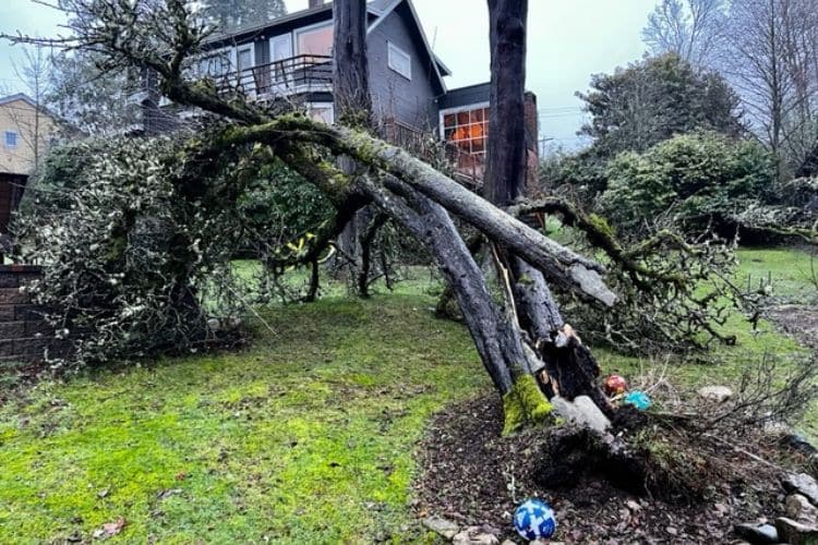 A leaning tree that fell during a winter storm near Seattle, WA.