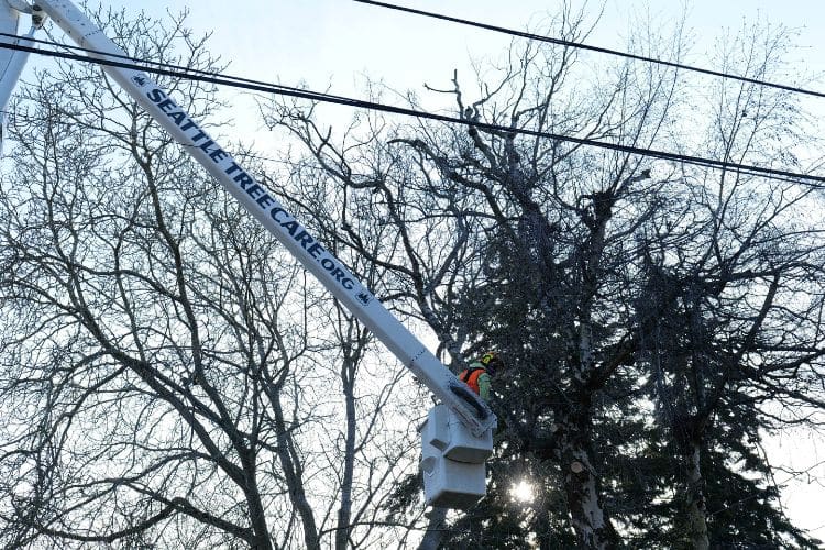 An arborist from Seattle Tree Care in a bucket truck, pruning an evergreen tree near power lines.