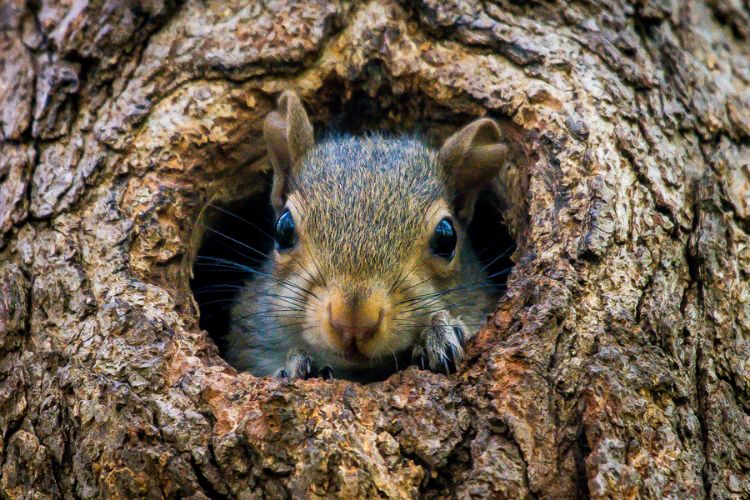 A squirrel inside the cavity of a wildlife snag, on a residential property outside of Seattle.