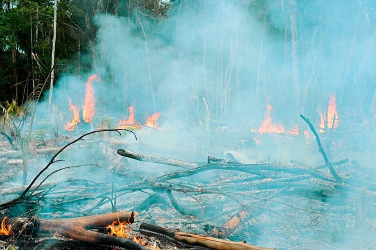 Wildfire burning through fallen logs and forest undergrowth with thick smoke in the air