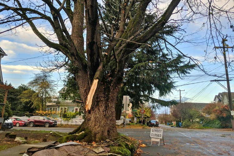 A storm-damaged tree that is in need of removal in Bellevue, WA.