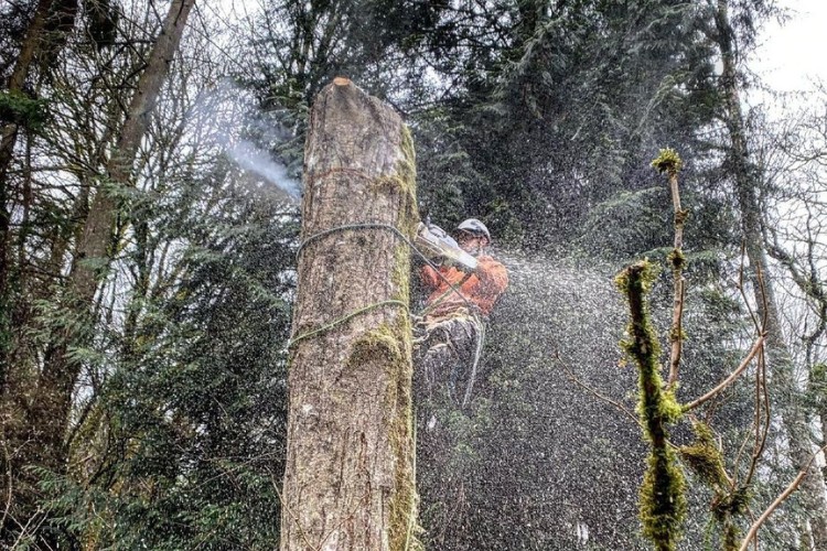 An arborist from Seattle Tree Care finishing a tree removal job in Kirkland, WA.