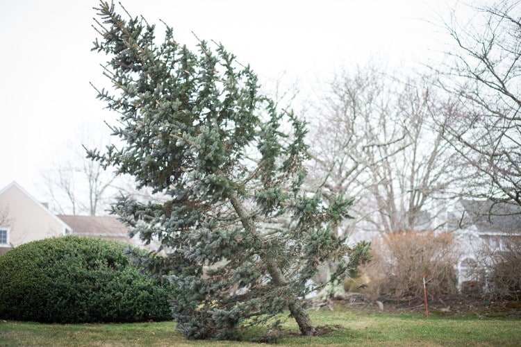 An evergreen tree that a storm caused to lean in Mercer Island, WA.