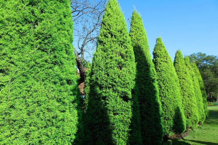 Row of Emerald Green Arborvitae trees forming a dense privacy hedge in a Seattle yard.