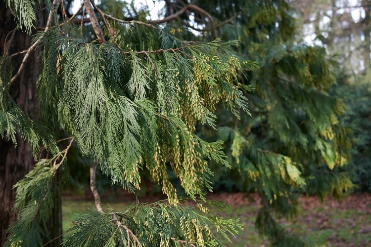 A close-up of flat, green Incense Cedar leaves on tree branches.
