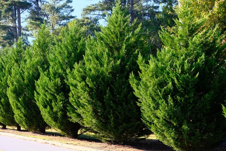 Row of Leyland Cypress trees lined as a privacy hedge along the property line of a residence in Seattle.