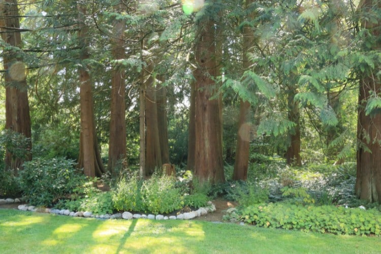 Tall Western Red Cedar trees providing natural privacy screening in a Seattle neighborhood.