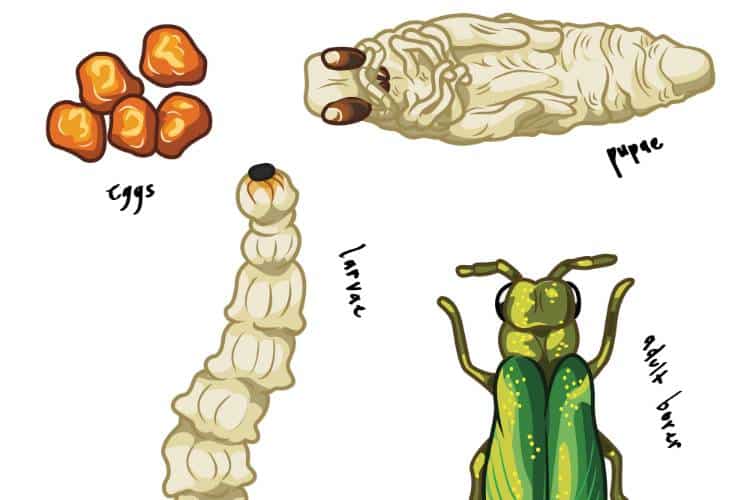 The life-cycle of the emerald ash borer showing the brownish-red eggs, the cream-colored long, segmented larva, the white pupa, and the full-grown green emerald ash bore.