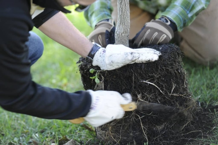 Hands prepping a seedling to be planted