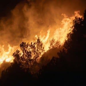STC-fact-sheet-wild-fire-trees