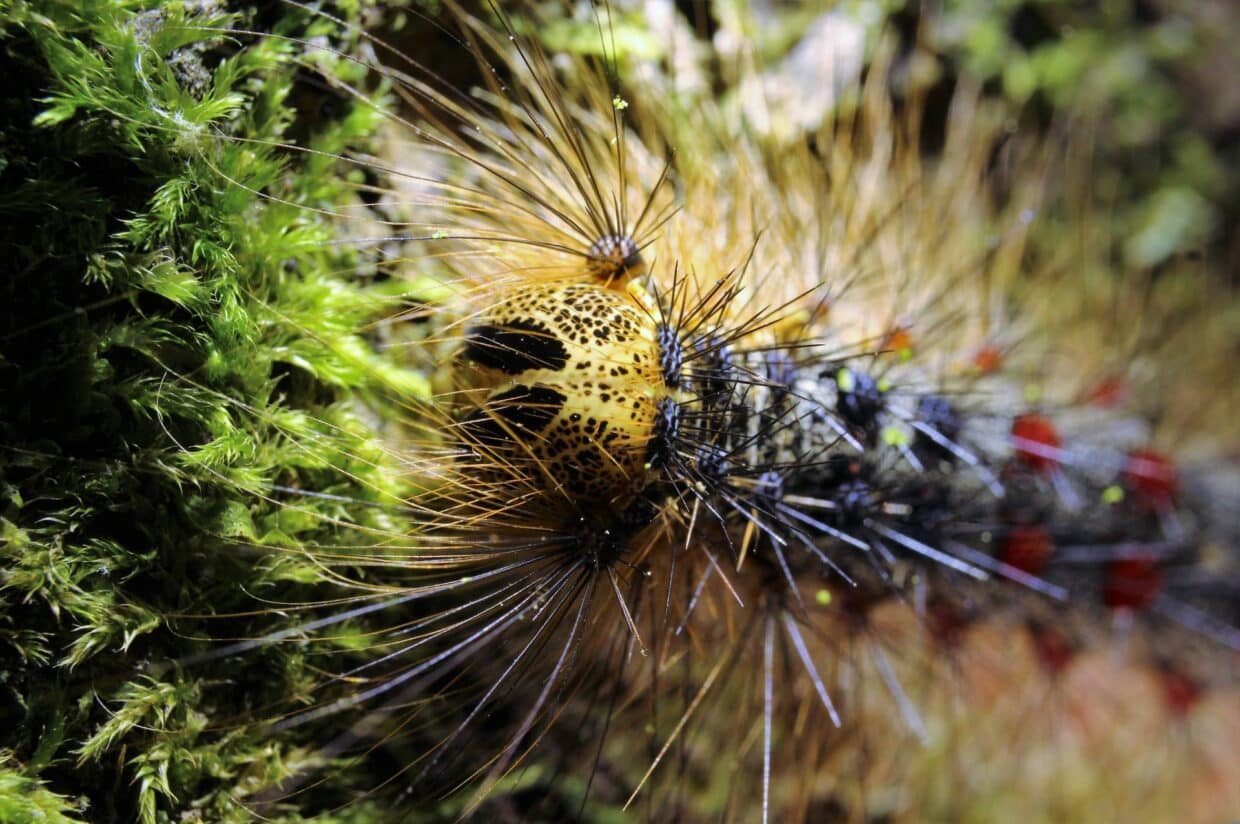 A hairy, blue and red spotted spongy moth caterpillar crawls on green vegetation.