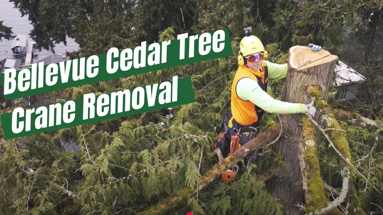 STC arborist removing a cedar tree with a crane in Bellevue, WA.