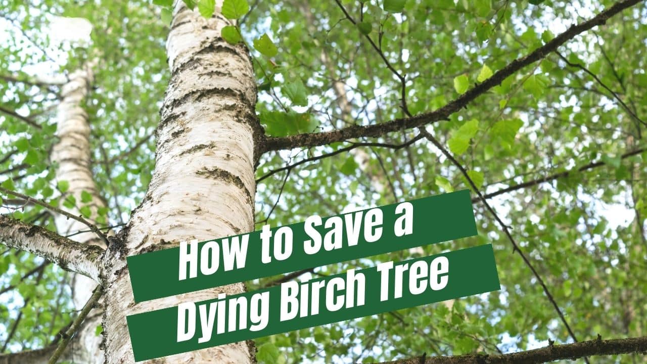 Thumbnail for video about how to save a dying birch tree. Healthy birch tree in background.