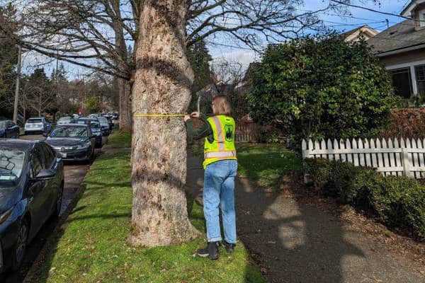STC-website-local pages-medina-tree inspection