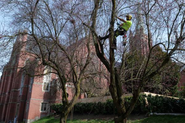 STC-website-localpages-medina-pruning