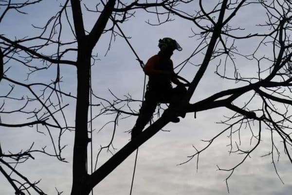 A Seattle Tree Care arborist pruning a tree in Medina, WA during winter.