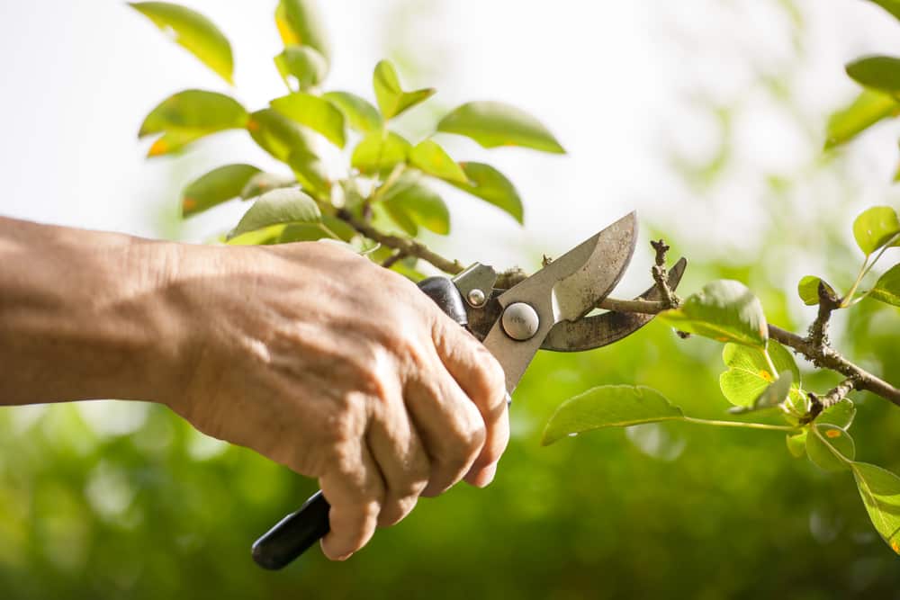 Tree pruning being done with a small hand pruning tool.