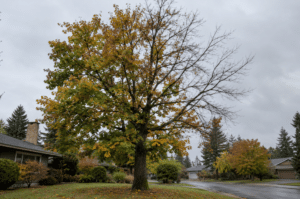 Deciduous tree with a thinning canopy and early fall color in a Seattle neighborhood