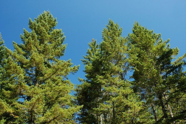 Mature Douglas fir trees with green canopies and some thinning foliage growing against a clear blue sky.
