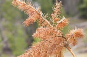 Douglas fir branch with widespread brown needles and visible dieback.