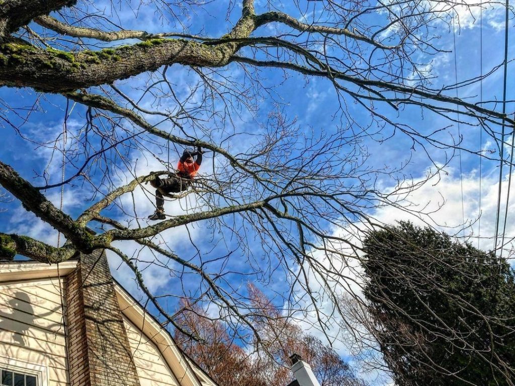 person in tree trimming