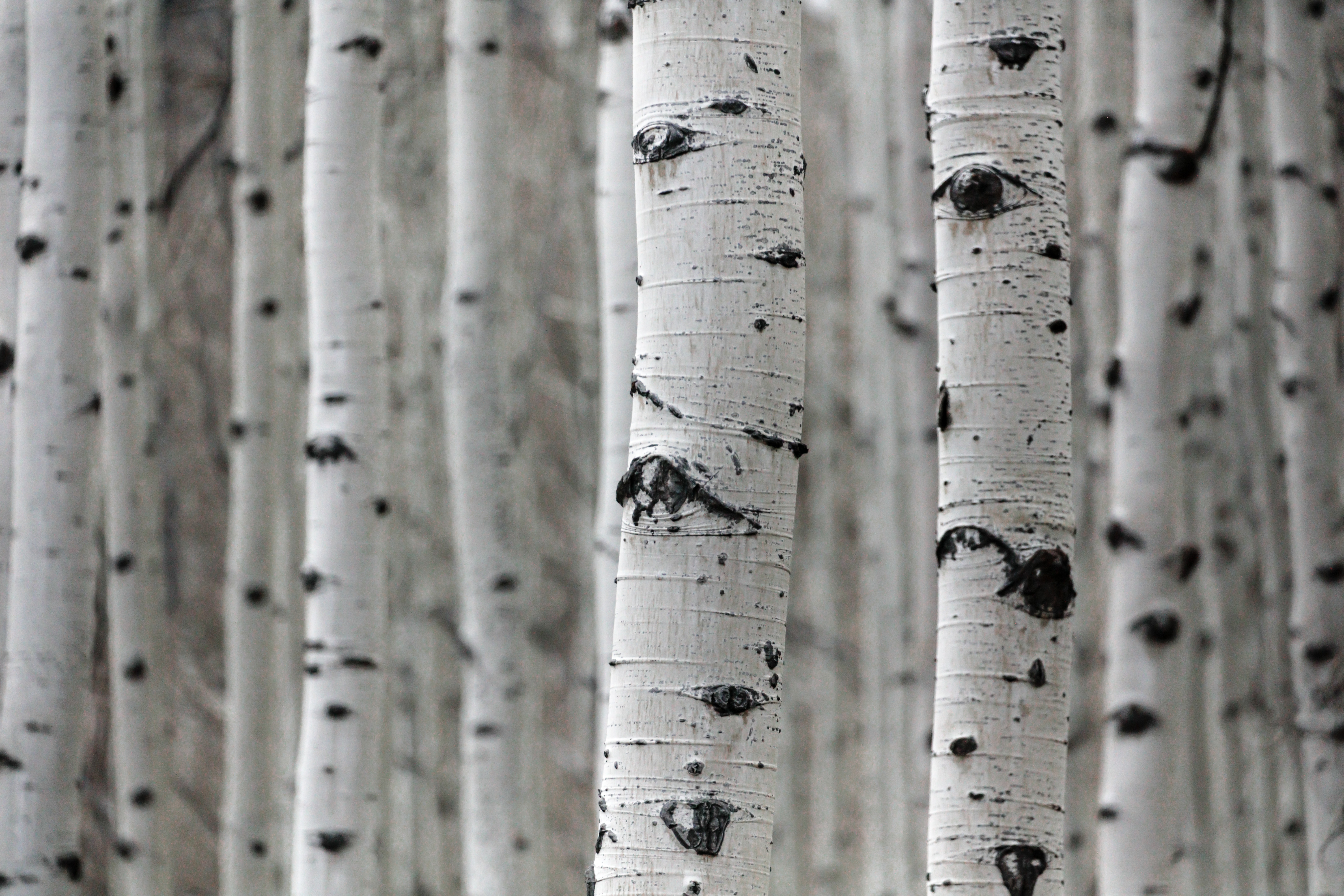 How to Save a Dying Birch Tree: Treatment & Prevention