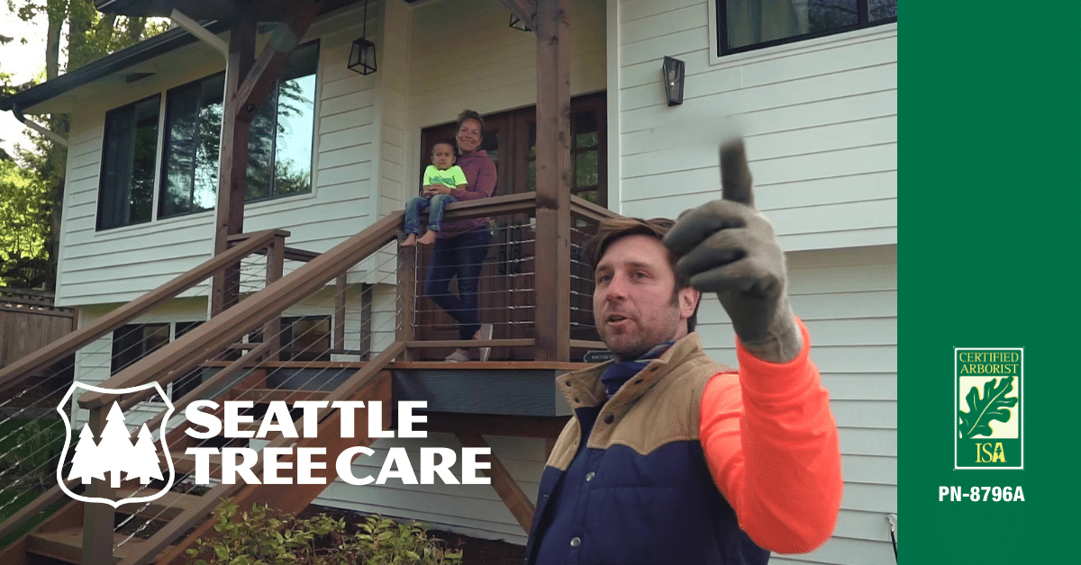 What To Do If Your Trees Hit Power Lines - Seattle Tree Care - Greater ...